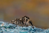 Salticide Cingulatus femelle - Salticides