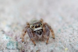 Salticide  Macaroeris nidicolens mâle - Salticides
