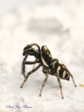 Salticide Salticus scenicus mâle - Salticides