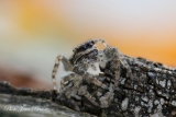Salticide Pseudicius encarpatus femelle - Salticides