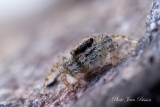 Salticide Pseudicius encarpatus femelle - Salticides