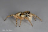 Salticide Menemerus semilimbatus - Salticides