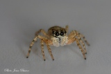 Salticide Menemerus semilimbatus - Salticides