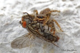 Araignée  Salticide  Marpissa Muscosa et sa proie - Salticides
