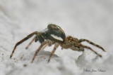Salticide Menemerus semilimbatus  mâle - Salticides