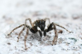 Salticide Menemerus semilimbatus  mâle - Salticides