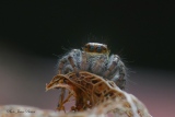 Salticide  Carrhotus  xanthogramma  femelle - Salticides