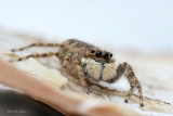 Salticide Pseudicius encarpatus femelle - Salticides