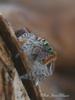 Araignée salticide Saitis barbipes mâle - Salticides