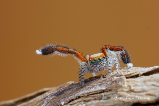 Araignée salticide Saitis barbipes mâle - Salticides