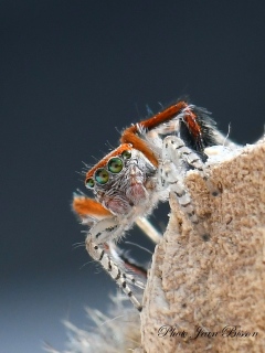 Araignée salticide Saitis barbipes mâle - Salticides