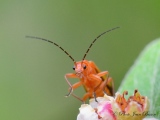 Cantharides  Rhagonicha Fulva - Insectes
