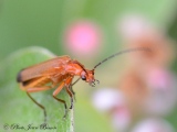 Cantharides  Rhagonicha Fulva - Insectes