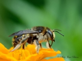 Abeille solitaire ( famille des  Mégachiles ) - Insectes