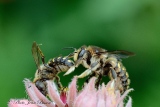 Abeille solitaire ( famille des  Mégachiles ) - Insectes