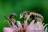 Abeille solitaire ( famille des  Mégachiles ) - Insectes
