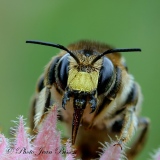Abeille solitaire ( famille des  Mégachiles ) - Insectes