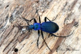Carabus violaceus - Insectes