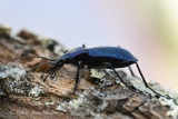 Carabus violaceus - Insectes