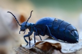 Méloé  femelle ( Meloë violaceus ) - Insectes