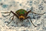 La Cicindelle Champêtre - Insectes