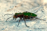 La Cicindelle Champêtre - Insectes