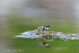 La mouche qui voulait marchée sur l'eau - Insectes