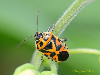 Punaise du chou ( Eurydema ventralis ) - Insectes