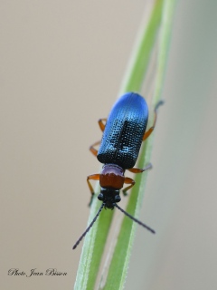 Coléoptère Oedéméridaé - Insectes