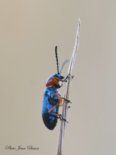 Coléoptère Oedéméridaé - Insectes