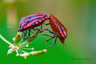 Accouplement Punaises Arlequins - Insectes