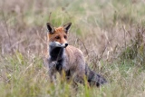Le territoire de Renard   06 - Renards
