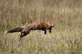 Le Mulotage - Renards