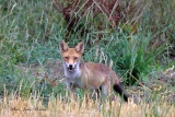 Renard et son mûlot   04 - Renards