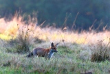 Le Mulotage - Renards