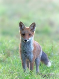 Intrigue     01 - Renards