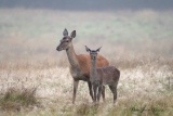 Biche et son faon - Cervidés