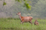 Biche et son Faon - Cervidés