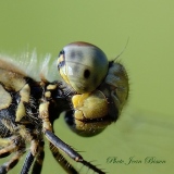 Portrait d'un Anax Empereur - Les Odonates