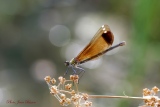 Calopteryx haemorrhoidalis - Les Odonates