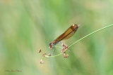 Caloptéryx vierge (Calopteryx virgo ) - Les Odonates