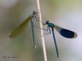 Libellules  ( Demoiselles ) - Les Odonates