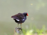 Gallinule poule d'eau ( Gallinula chroropus ) - les oiseaux en milieux aquatiques