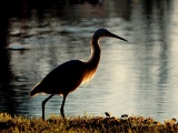 Aigrette Garzette  ( soleil couchant ) - les oiseaux en milieux aquatiques