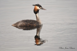Plumage nuptial chez le Grèbe huppé - les oiseaux en milieux aquatiques