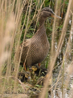 Maman cane et ses petits - les oiseaux en milieux aquatiques