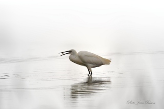 Crépuscule - les oiseaux en milieux aquatiques