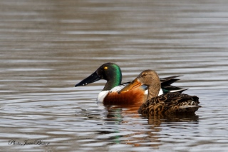 Couple de canards Souchet - les oiseaux en milieux aquatiques