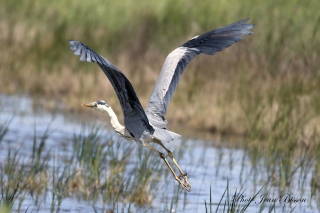 Le Héron  cendré - les oiseaux en milieux aquatiques