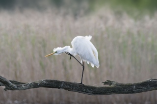 La grande Aigrette blanche - les oiseaux en milieux aquatiques